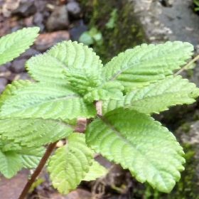 Bibit Cincau Hitam Tanaman Daun - Pohon Janggelan Karo