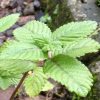 Bibit Cincau Hitam Tanaman Daun - Pohon Janggelan New Berau