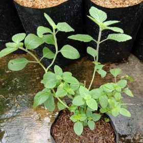 Bibit Cincau Hitam Tanaman - Hidup Rokan Hilir