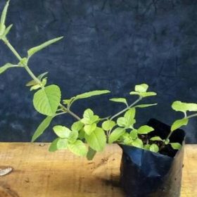 Bibit Cincau Hitam Tanaman Sanggau