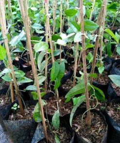 Bibit Cincau Jelly Tanaman Rambat-Daun Cingcau Batam