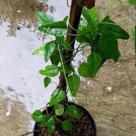 Bibit Cincau Jelly Tanaman Rambat-Daun Cingcau Lapak Terbaik Pesawaran