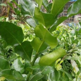Bibit Daun Jeruk Lyd Terlaris Pohon Buah Purut - Tanaman Bone Bolango