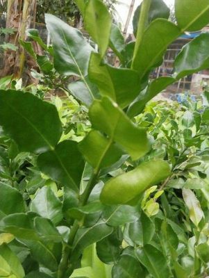Bibit Daun Jeruk Lyd Terlaris Pohon Buah Purut - Tanaman Bone Bolango