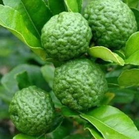 Bibit Daun Jeruk Untuk Masak Purut Pohon Bumbu Banyuasin