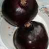 Bibit Delima Hitam Tanaman Buah Black Dwarf Pomegranate Grosir Pidie Jaya