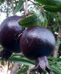 Bibit Delima Hitam Tanaman Buah Black Dwarf Pomegranate Grosir Pringsewu