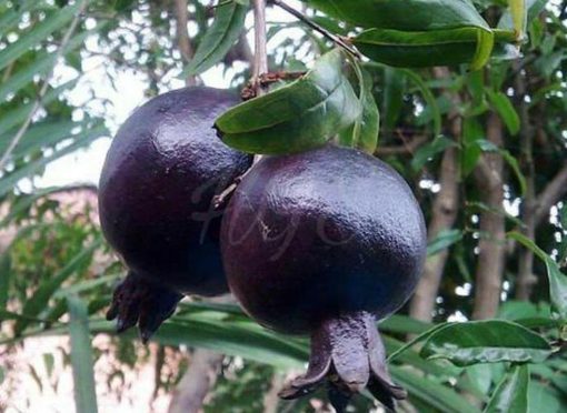 Bibit Delima Hitam Tanaman Buah Black Dwarf Pomegranate Grosir Pringsewu