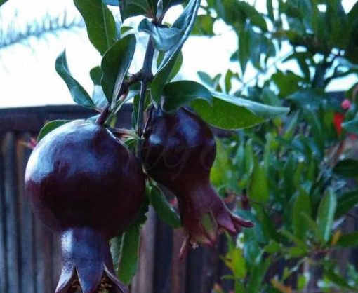 Bibit Delima Hitam Tanaman Buah Black Dwarf Pomegranate Grosir Tanggamus