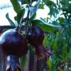 Bibit Delima Hitam Tanaman Buah Black Dwarf Pomegranate Kuantan Singingi