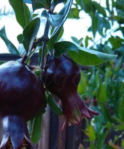 Bibit Delima Hitam Tanaman Buah Black Dwarf Pomegranate Kuantan Singingi