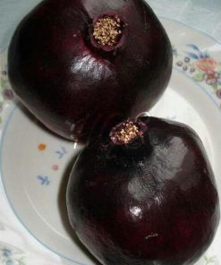 Bibit Delima Hitam Tanaman Buah Black Dwarf Pomegranate Kubu Raya