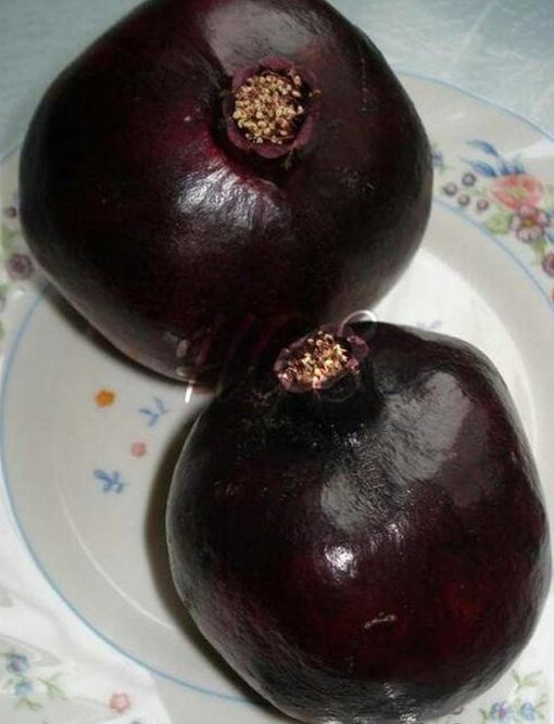 Bibit Delima Hitam Tanaman Buah Black Dwarf Pomegranate Kubu Raya