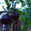 Bibit Delima Hitam Tanaman Buah Black Dwarf Pomegranate Palembang