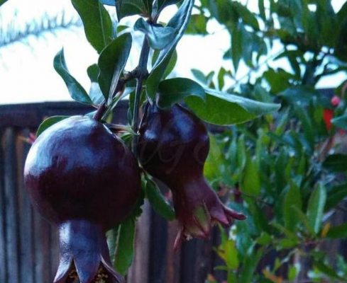 Bibit Delima Hitam Tanaman Buah Black Dwarf Pomegranate Palembang