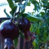 Bibit Delima Hitam Tanaman Buah Black Dwarf Pomegranate Puncak Jaya