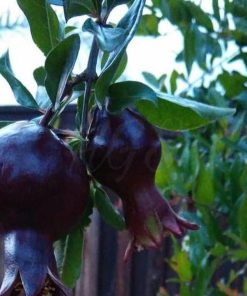 Bibit Delima Hitam Tanaman Buah Black Dwarf Pomegranate Puncak Jaya