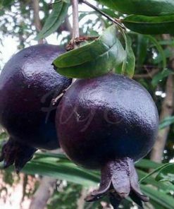 Bibit Delima Hitam Tanaman Buah Black Dwarf Pomegranate Takalar