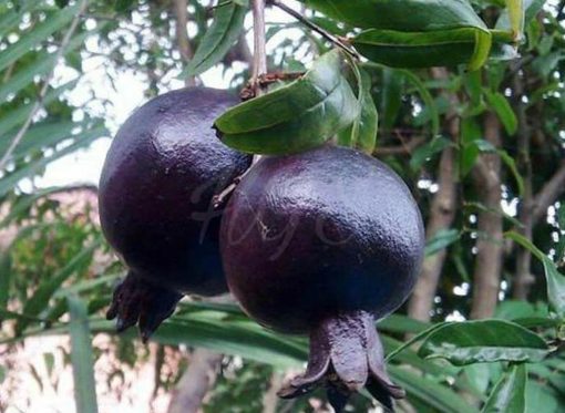 Bibit Delima Hitam Tanaman Buah Black Dwarf Pomegranate Takalar
