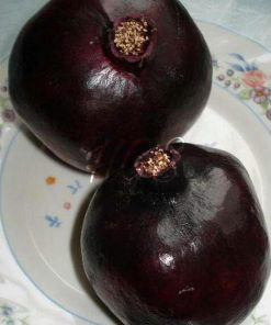 Bibit Delima Hitam Tanaman Buah Black Dwarf Pomegranate Terbaik Gunung Kidul