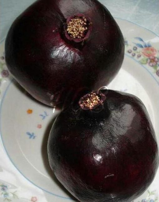 Bibit Delima Hitam Tanaman Buah Black Dwarf Pomegranate Terbaik Gunung Kidul