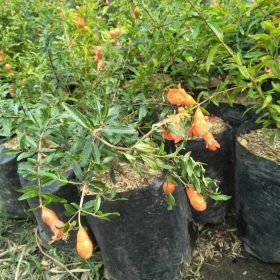 Bibit Delima Hitam Tanaman Buah Siap Berbuah Barito Kuala