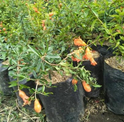 Bibit Delima Hitam Tanaman Buah Siap Berbuah Barito Kuala