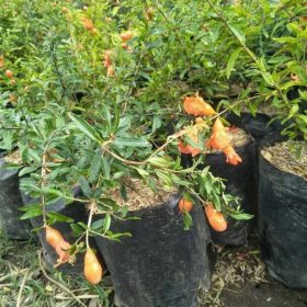 Bibit Delima Hitam Tanaman Buah Siap Berbuah Barito Kuala
