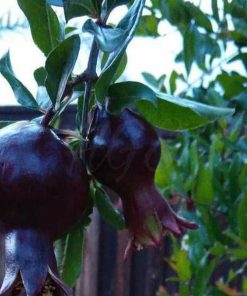 Bibit Delima Hitam Terbaru Tanaman Buah Black Dwarf Pomegranate Barito Utara
