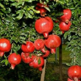 Bibit Delima Merah Jumbo Buah Super Unggul Gorontalo Utara