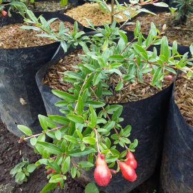 bibit delima merah jumbo hasil cangkok cepat berbuah
