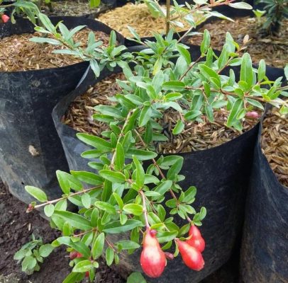 Bibit Delima Merah Jumbo Hasil Cangkok Sanggau