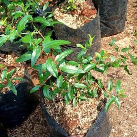 Bibit Delima Merah Jumbo Hasil Cangkok Teluk Wondama