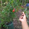 Bibit Delima Merah Jumbo Pohon Surga Manado