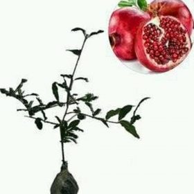 Bibit Delima Merah Jumbo Tanaman Bintan