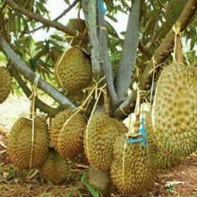 Bibit Duren Montong Tanaman Buah Durian - Monthong Puncak