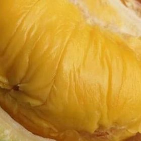Bibit Duren Musang King Pohon Durian Tunggal - Tanaman Buah Okulasi Jayapura
