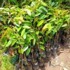 Bibit Durian Bawor Asal Okulasi Cepat Berbuah Sleman