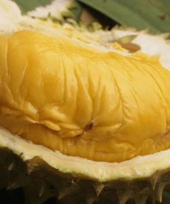 bibit durian bawor banyumas okulasi Banten