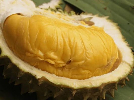 bibit durian bawor banyumas okulasi Banten