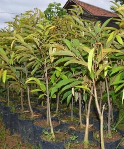 Bibit Durian Bawor Berkaki Cepat Berbuah Lokasi Purworejo Jawa Tengah Kepulauan Sula