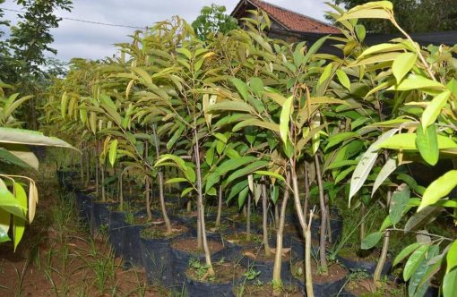 Bibit Durian Bawor Berkaki Cepat Berbuah Lokasi Purworejo Jawa Tengah Kepulauan Sula