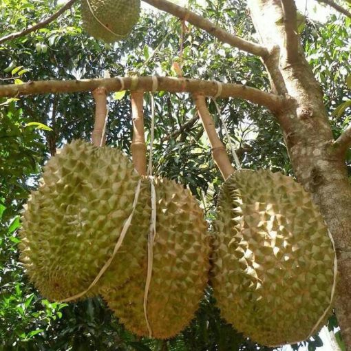 bibit durian bawor Jawa Barat