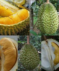 bibit durian bawor kaki 3 super Bandar Lampung