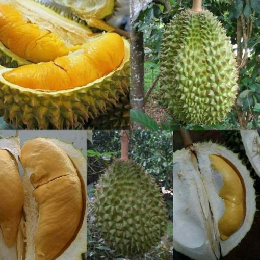 bibit durian bawor kaki 3 super Bandar Lampung
