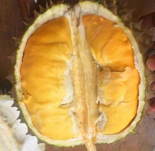 bibit durian bawor kaki 3 unggul Kupang