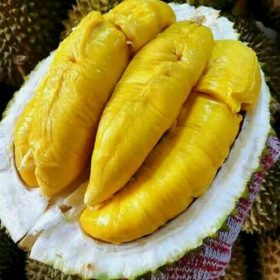 bibit durian bawor kaki tiga okulasi Salatiga