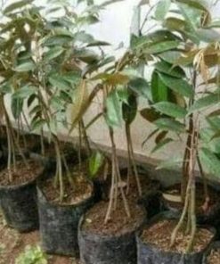 Bibit Durian Bawor Kaki Tiga Unggul, Berbuah Tidak Mengenal Musim Jayapura
