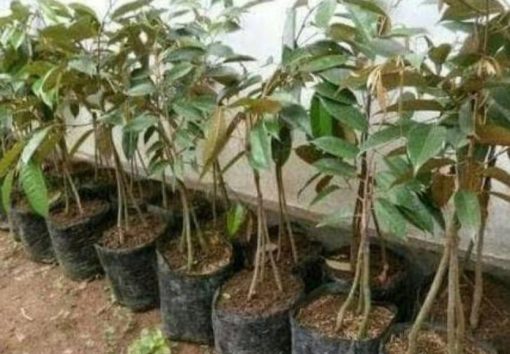 Bibit Durian Bawor Kaki Tiga Unggul, Berbuah Tidak Mengenal Musim Jayapura