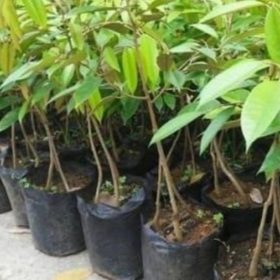 Bibit Durian Bawor Kaki Tiga Unggul, Berbuah Tidak Mengenal Musim Pegunungan Bintang